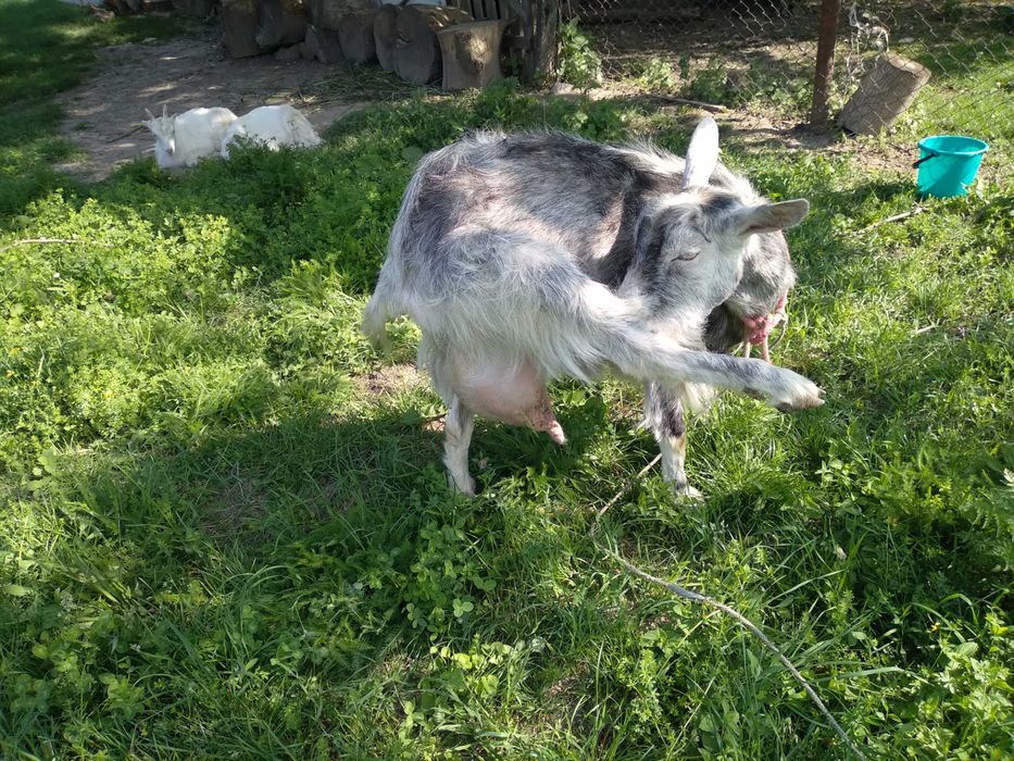 Пртдам двох хлопчиків від кози зааненки,