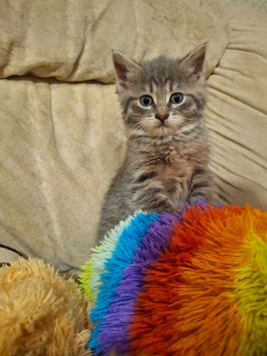 Кішечка, кошеня, котик, Первомайськ Миколаївська обл.