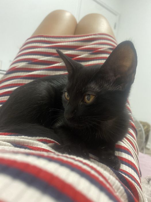 Procura-se familia cheia de amor para estes dois gatinhos