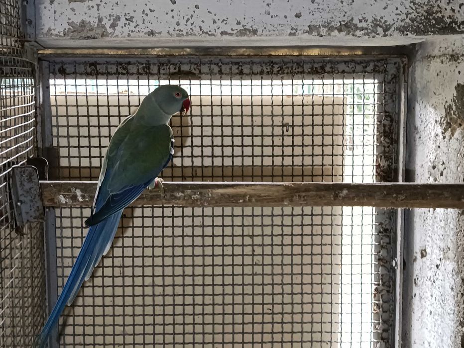 ring neck varias mutações