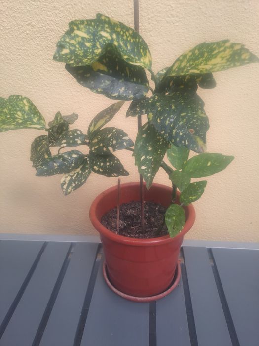 Loureiro do Japao / Aucuba japónica