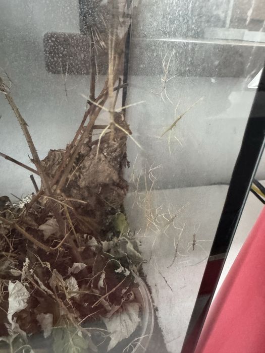 Mam do oddania patyczaki