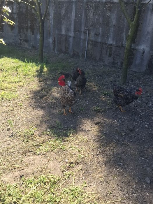 Ovos pedrês portuguesa para incubação - Dúzia 15€