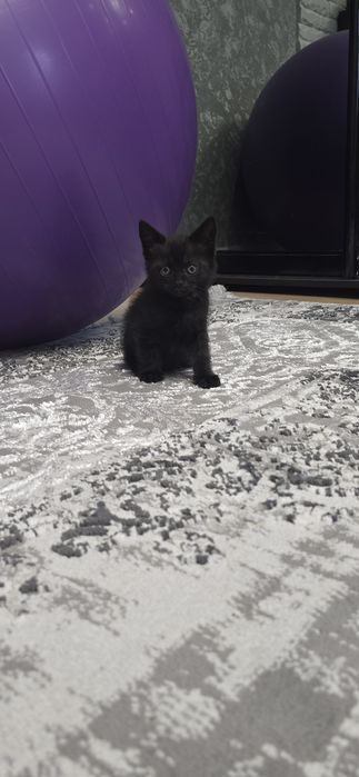 Британские котята