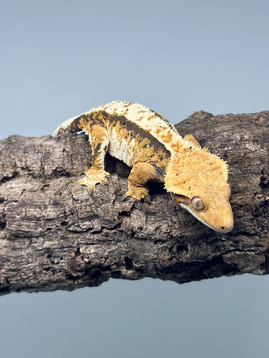 Gekon orzęsiony samica dorosła pinstripe