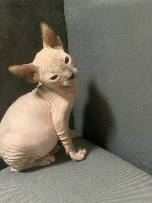 Девочка донского сфинкса