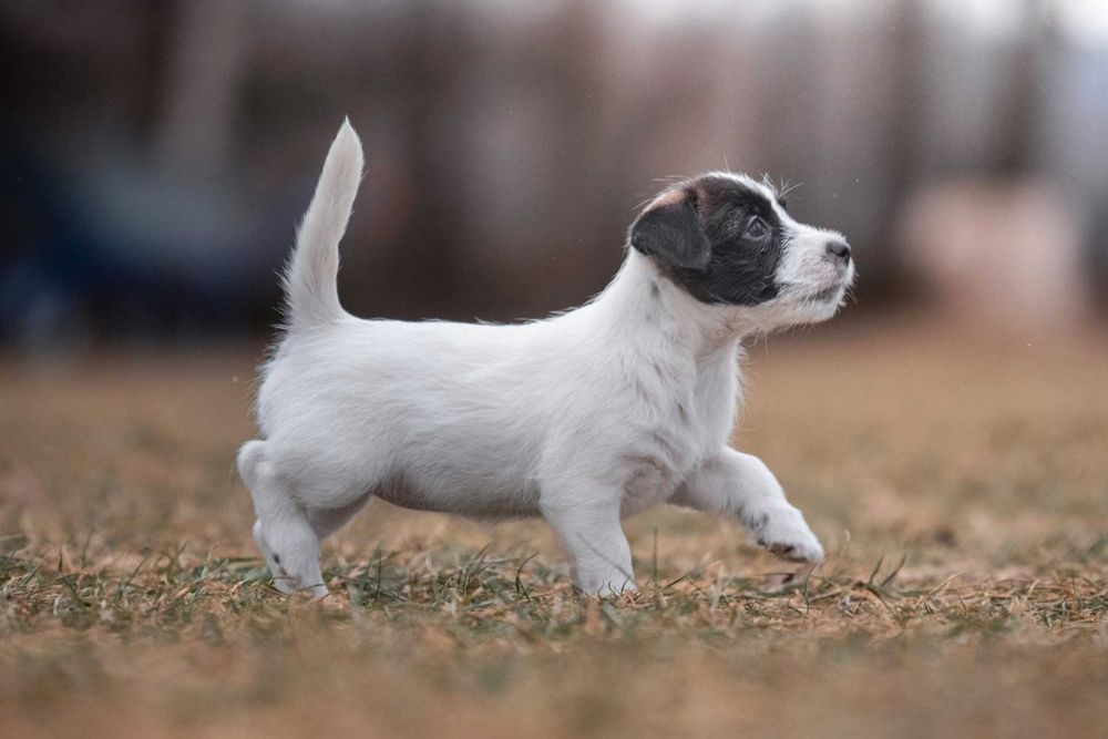 Jack Russell Terrier - piękna czarno biała suczka ZKwP FCI