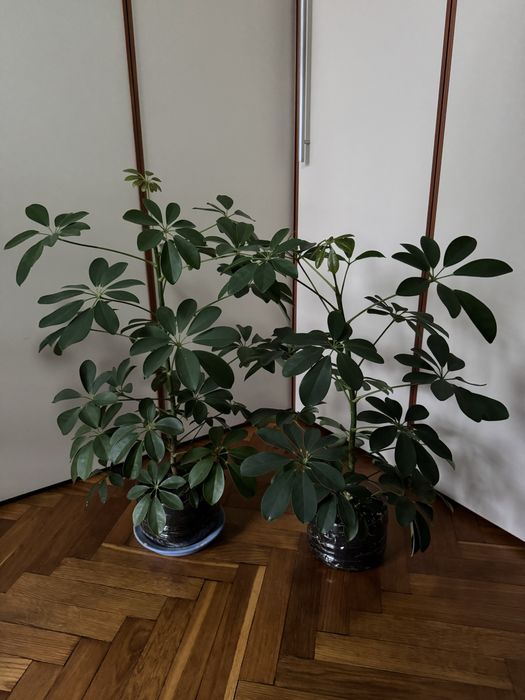 Шефлера 2-3 года