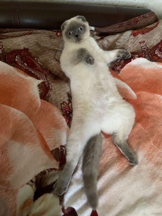 Кішка Британка Скоттиш фолд чекає на в’язку хлопця