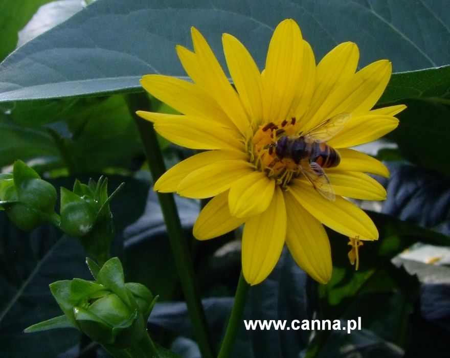 Rożnik przerośnięty - roślina miododajna