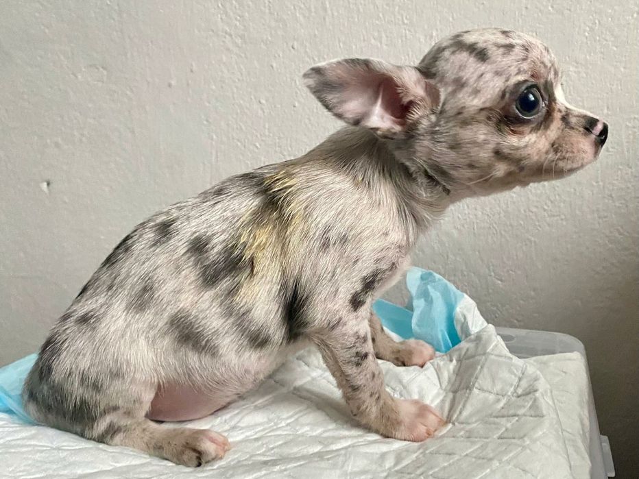Blue merle ,Chihuahua szczeniak piesek , Śląsk