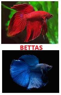 Guppies, Espadas, Molly e Platy. Agora com loja