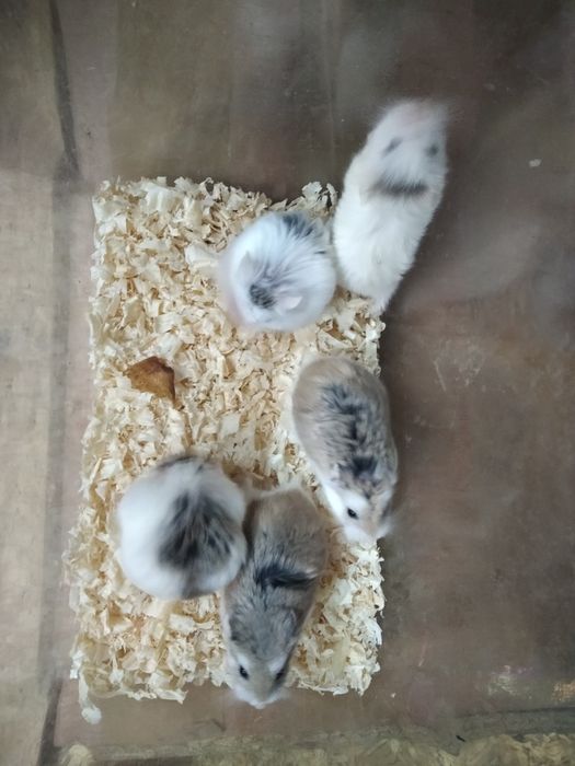 Chomiki Roborowskiego