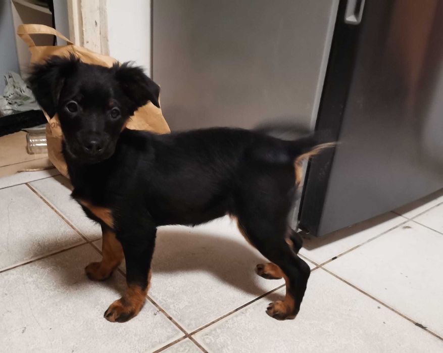 Szczeniaki do oddania