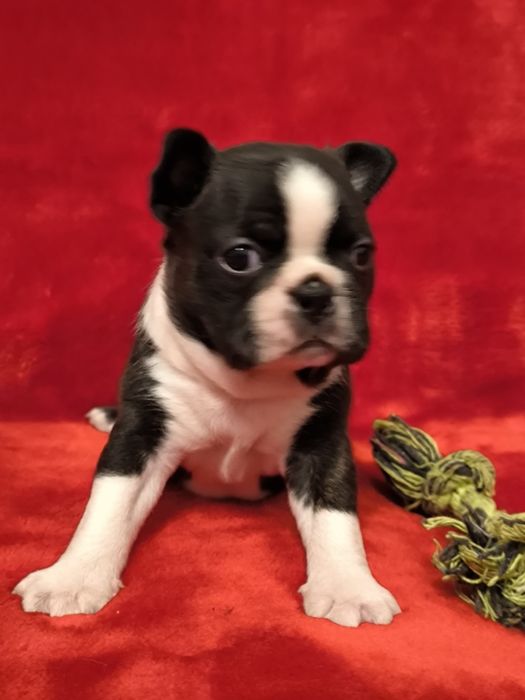 Boston Terrier śliczna suczka ZKwP/FCI