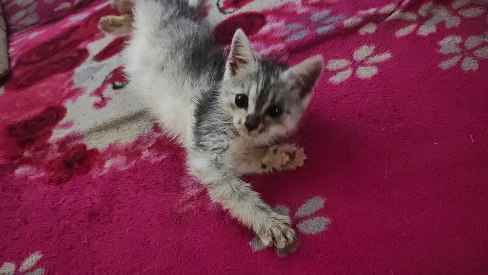 Fuksik 2,5 miesięczny kocurek do adopcji