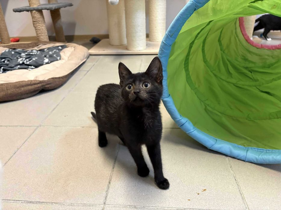 Czarna piękność do adopcji