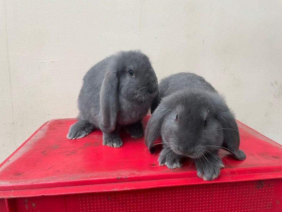 Sprzedam Baran Francuski