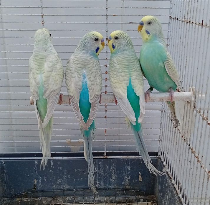 Piriquitos australianos