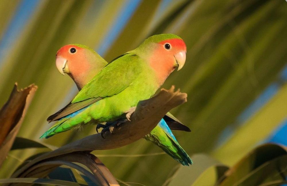 Agapornis e Periquitos Puros