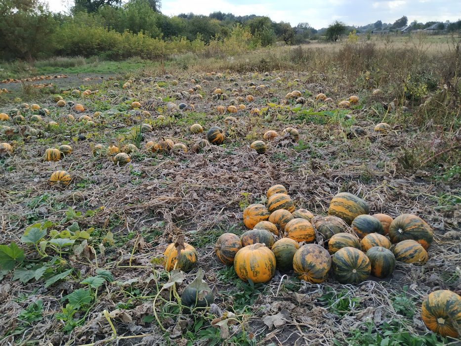 Насіння гарбуза, голонасінні.