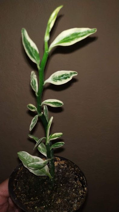 Кімнатні рослини, кімнатні квіти