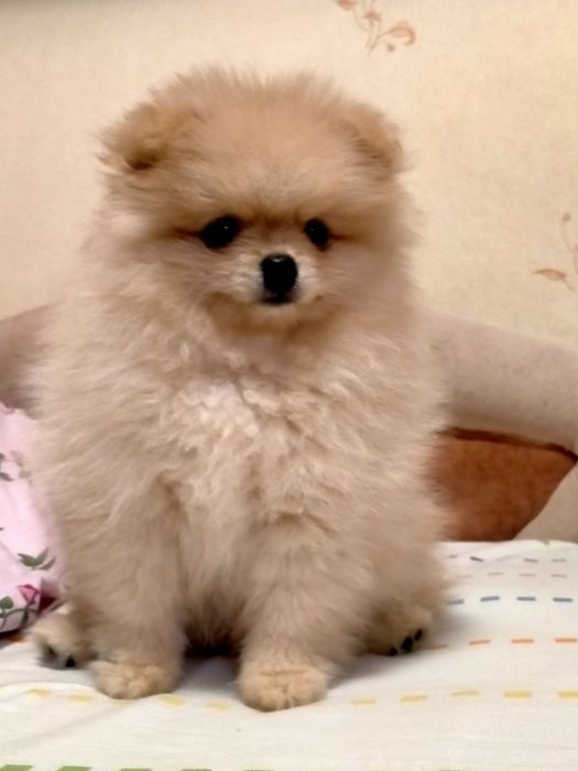 Продаю щенка породы померанцкий шпиц