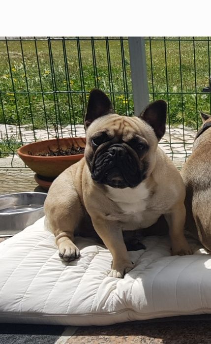 Bulldog Francês Descendente Campeões do Mundo