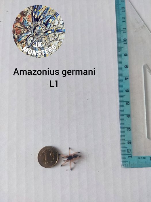 Pająk/Ptasznik Amazonius germani+gratisy