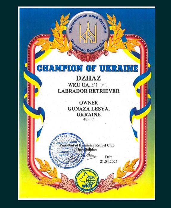 Цуценята лабрадорів ( палевого окраса)
