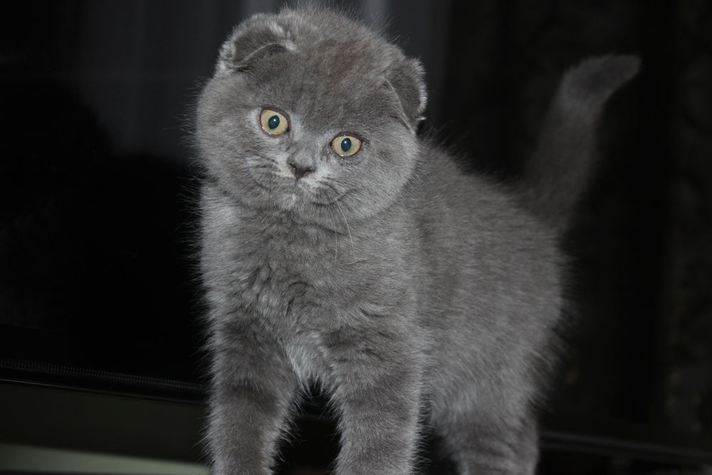 Супер фолд хлопчик і дівчинка Акція