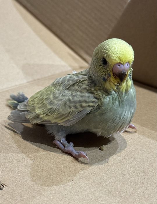 Teczowe papugi faliste oswojone