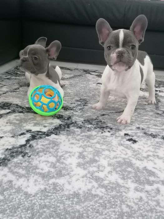 Buldog francuski pies biało-niebieski