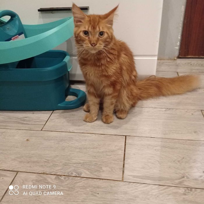 Kotki Maine coon
