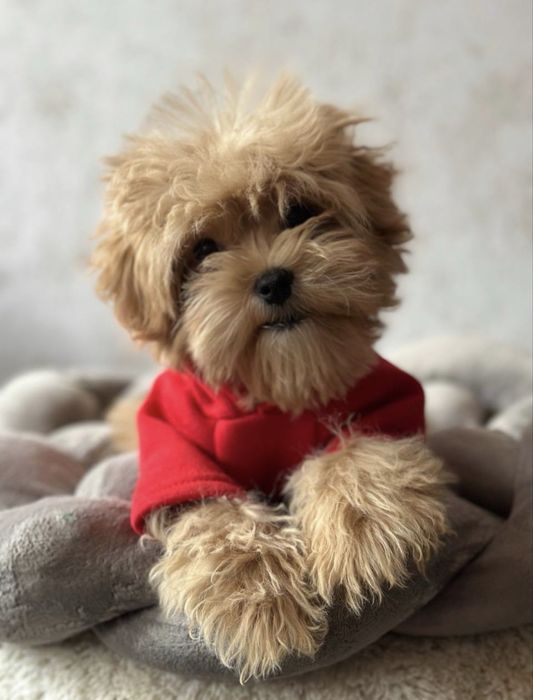 Девочка мальтипу