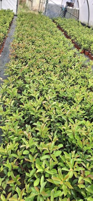 PHOTINIAS Qualidade premium
