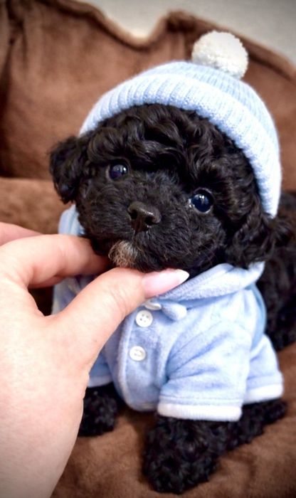 Чарівна дівчинка Мальтіпу