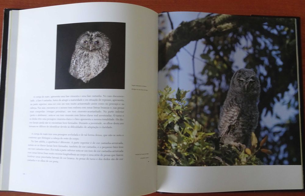 Testemunhos da Vida Selvagem - Aves de Rapina de José Antunes Rito