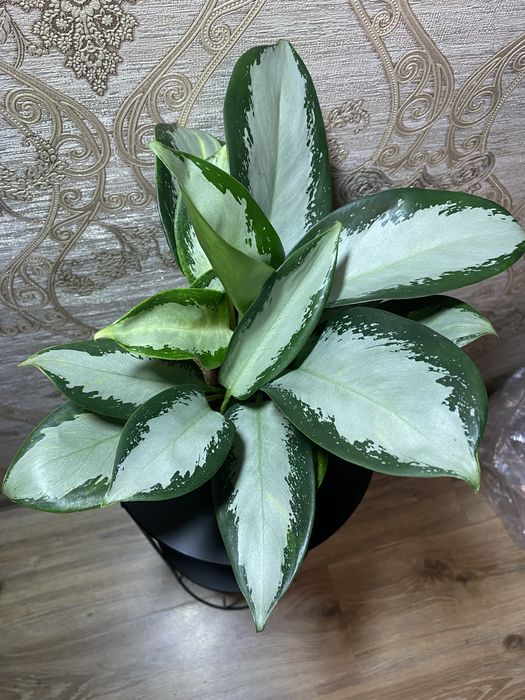 Аглаонема Silver Blue