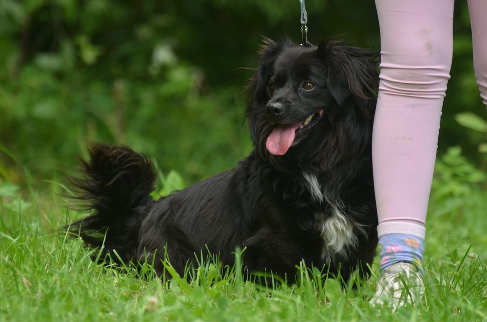 Keno-do adopcji