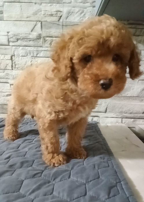 Ваше кучеряве щастя