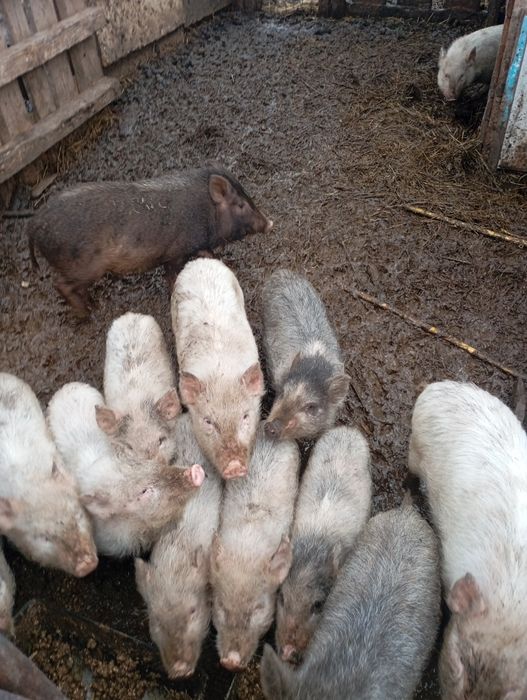 Поросята 1.5 місяця