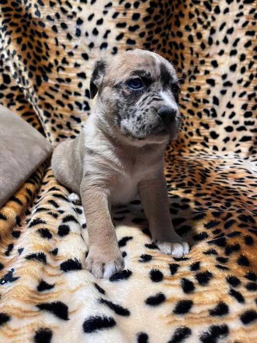 Amstaff suczka merle