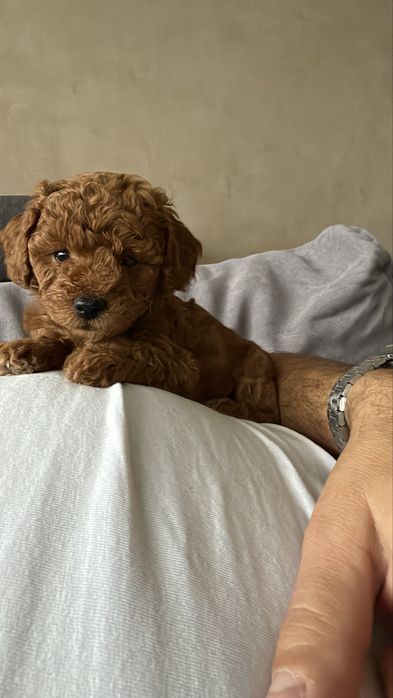 Cavapoo F1BB – Ayla, Red suczka | Rodowód, chip, wyprawka