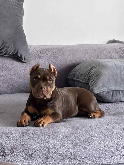 American Bully  szczenięta