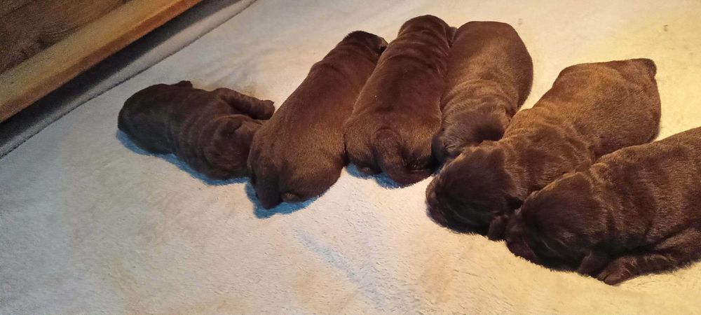 Labrador Retriever Zkwp/FCI - czekoladowe szczenię