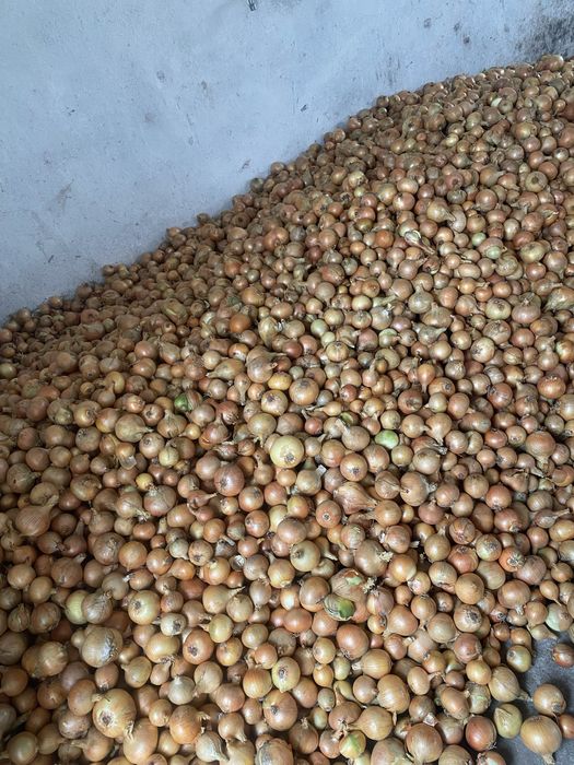 Sprzedam piękną cebule