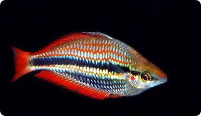 Райдужниця аустраліс рибка акваріумна