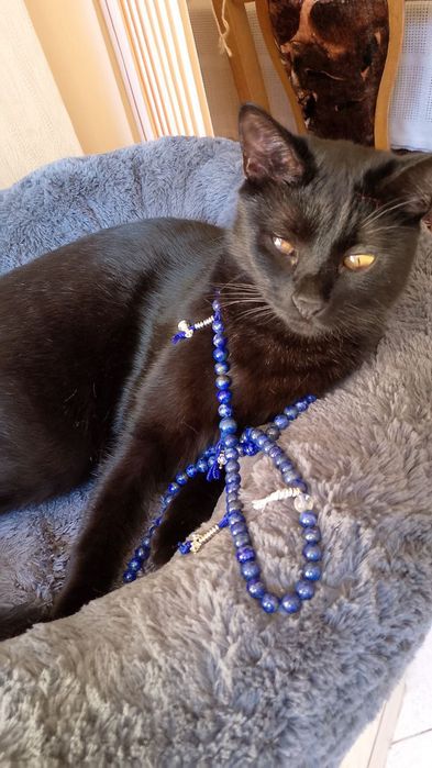 Чудо котик шукає дім