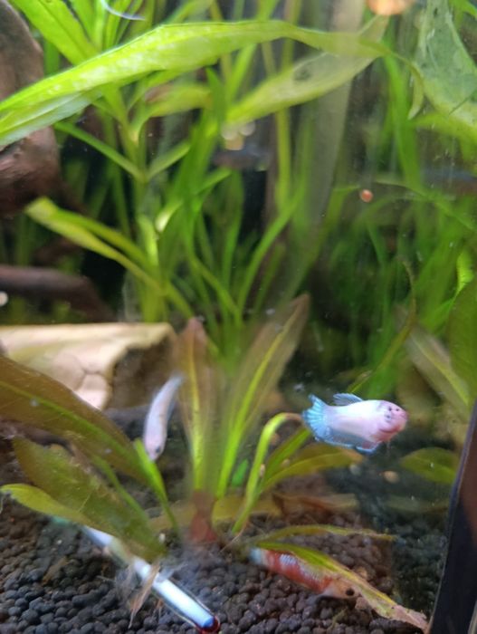 Bettas fêmeas...